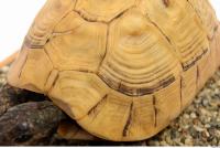 tortoise shell 0034